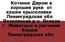 Котенок Даром в хорошие руки (от кошки-крысоловки) - Ленинградская обл., Волховский р-н, Волхов г. Животные и растения » Кошки   . Ленинградская обл.